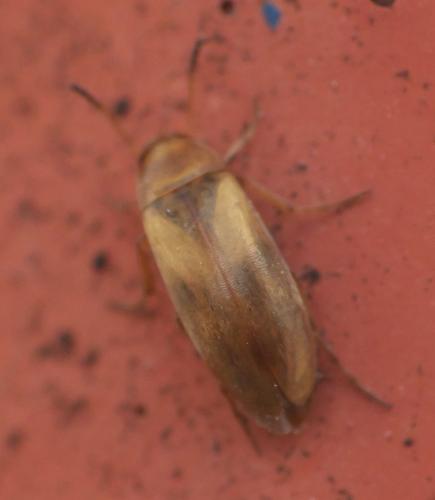 Réf. 282 035 : Anaspis maculata